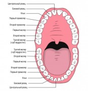 Группы зубов и методы их лечения