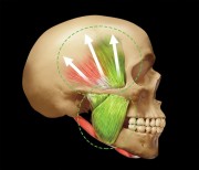 Биомеханика движений нижней челюсти