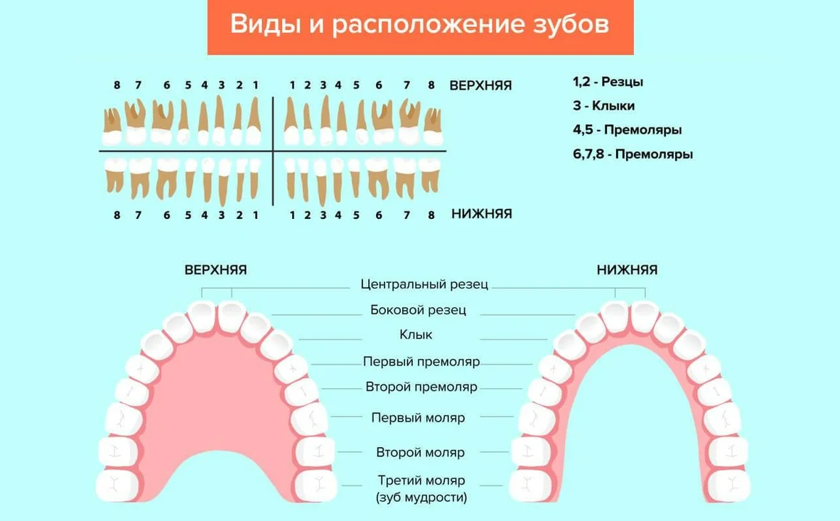 Зуб это. Зубы резцы клыки премоляры моляры. Зубы резцы клыки премоляры моляры строение. Моляры премоляры схема зубов. Малые коренные зубы верхней челюсти.