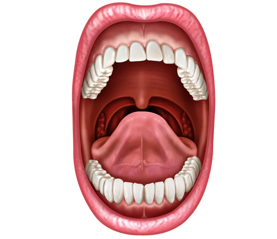 Открытая полость рта
