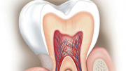 Влияние противовоспалительных средств на чувствительность зубов